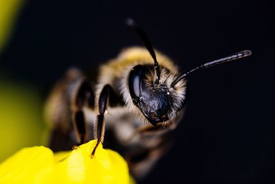 Close-up of bee pollinating on flower