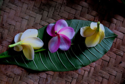 Directly above shot of frangipanis on leaf