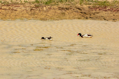 Birds swimming in lake