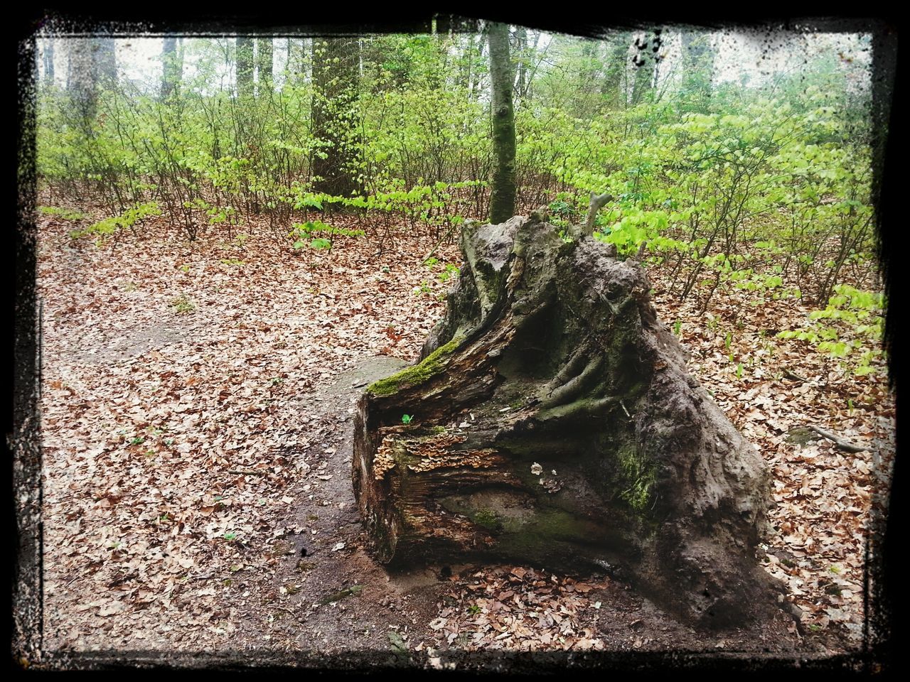 transfer print, auto post production filter, growth, plant, tree, nature, green color, tranquility, day, moss, outdoors, forest, no people, sunlight, growing, grass, rock - object, beauty in nature, tree trunk, field