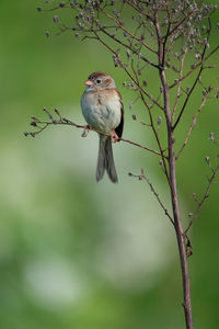 A small sparrow songbird sitting on a weed.