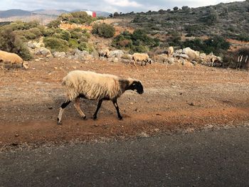 View of sheep walking on road