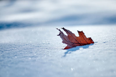 Maple leaf partly buried in snow