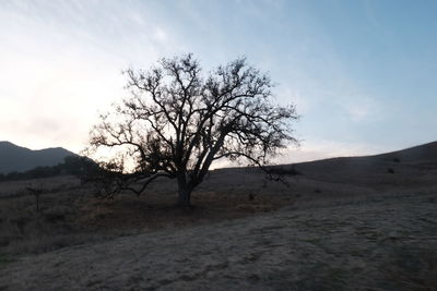 Bare tree on landscape against sky