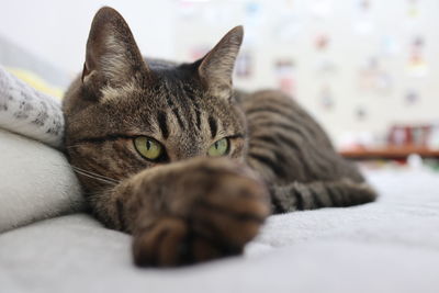 Close-up of a cat resting on bed