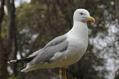 Close-up of seagull perching on a tree