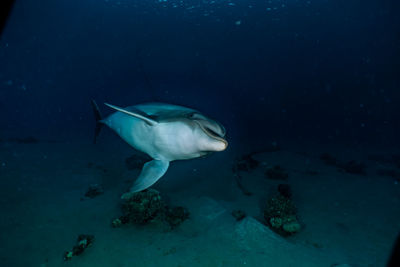 Fish swimming in sea