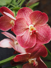 Close-up of pink flowers blooming outdoors