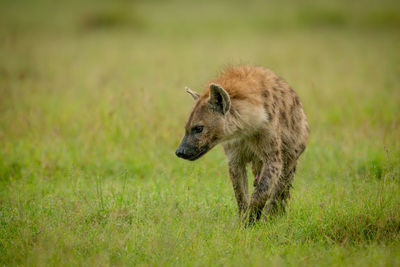 Side view of an animal on field