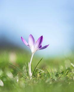 Close-up of purple crocus flower on field