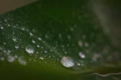 Close-up of water drops on leaf