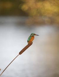 Close-up of bird perching on leaf