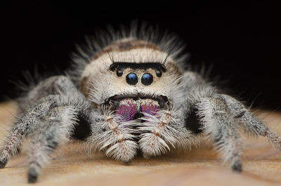 Close-up of spider