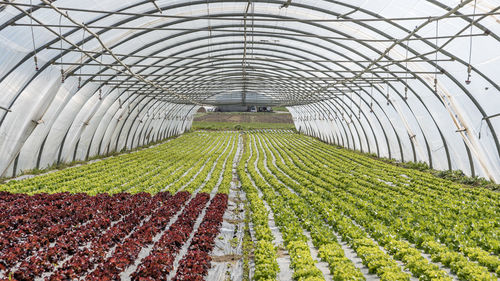 Plants growing in greenhouse