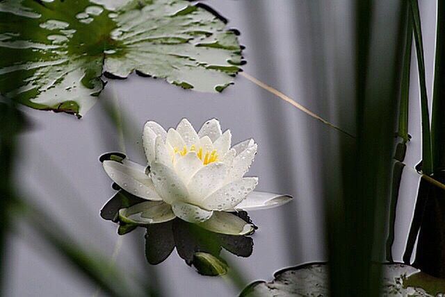 CLOSE-UP OF WHITE FLOWERS BLOOMING