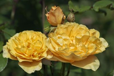 Close-up of yellow rose