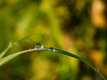 Close-up of water drops on blade of plant