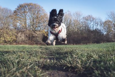 Dog running in field