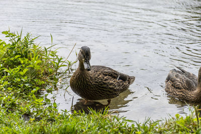 Ducks swimming in lake