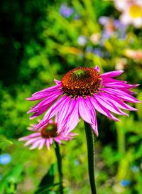 Close-up of purple flower in park