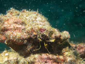 Close- up hermit crab