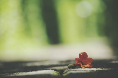 Close-up of rose plant