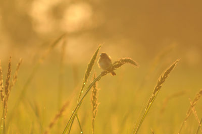 Close-up of stalks against blurred background