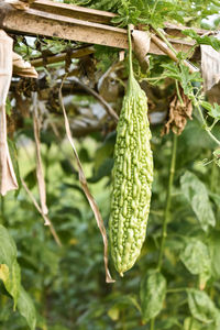 Close-up of fresh grapes hanging from plant