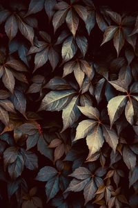 Full frame shot of autumnal leaves