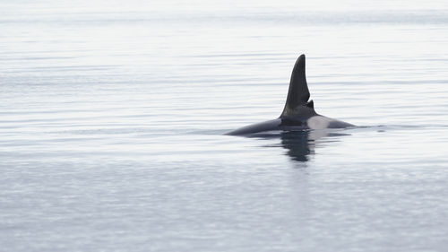 Killer whale swimming in sea at iceland