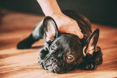 Close-up of a dog on floor