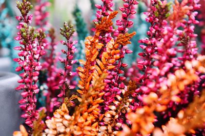 Close-up of calluna vulgaris