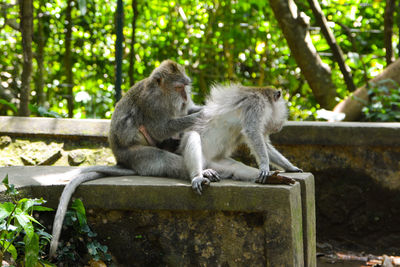 Monkeys sitting on retaining wall in forest