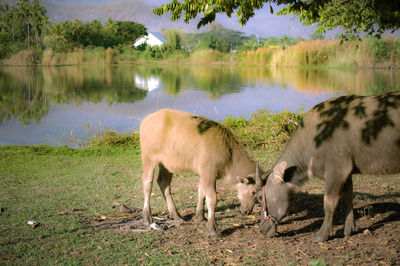 Horses on lake by trees against sky