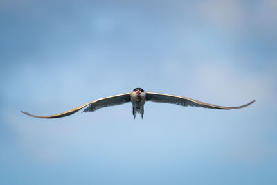 Frontal view of a flying common tern with spread wings