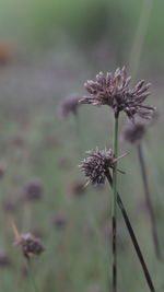Close-up of wilted flower on field