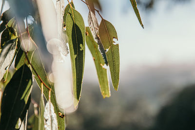 Close-up of wet plant