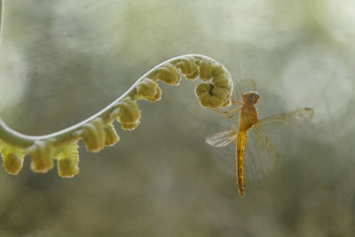 Close-up of water drop on plant