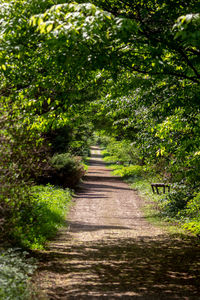 Footpath amidst trees in forest