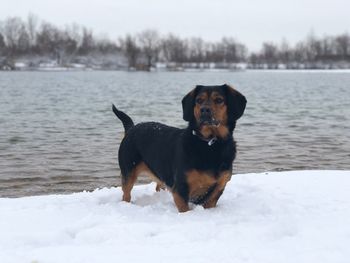 Portrait of dog on snow field against sky