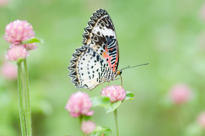 Close-up of butterfly pollinating on pink flower