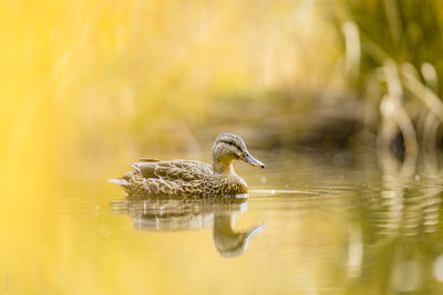 Mallard in pond