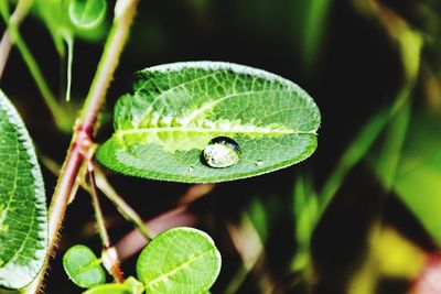 High angle view of dew drop on leaf