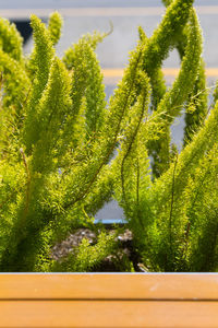 Close-up of plants