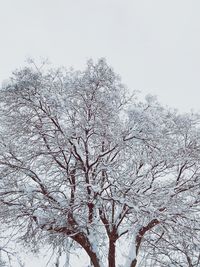 Low angle view of bare tree against clear sky