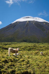 Sheep in a field