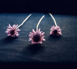 High angle view of pink flowers on table