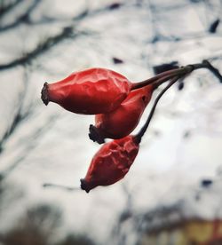 Close-up of red flower on snow