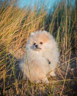 Portrait of an animal on field
