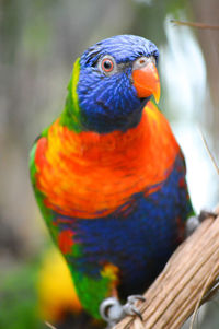 Close-up of parrot perching on branch